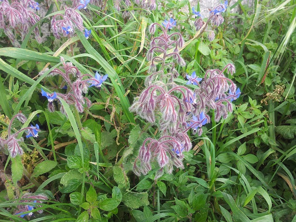 Fiori di Borragine - Borago officinalis L.