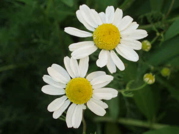 Camomilla - Matricaria chamomilla