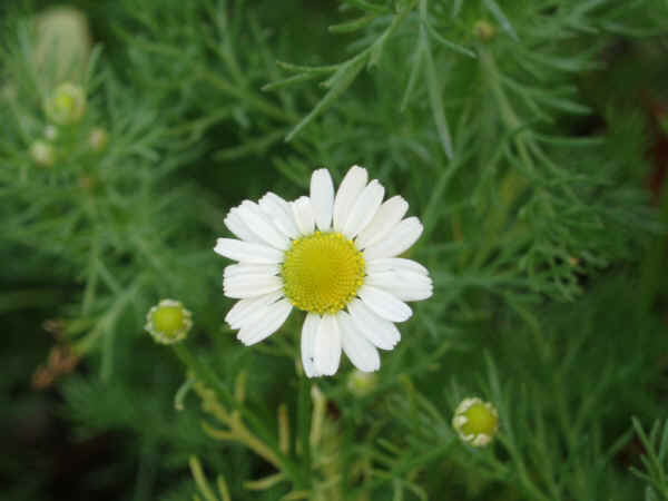 Camomilla - Matricaria chamomilla