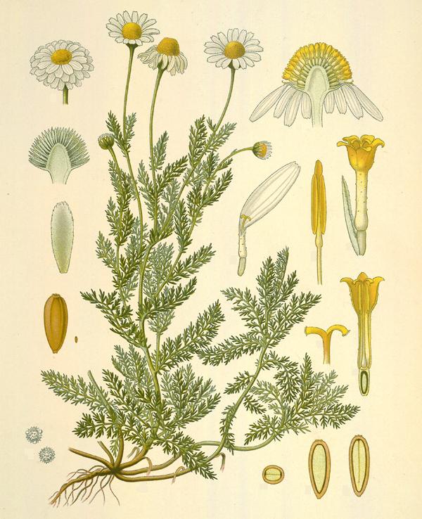 Camomilla romana - Anthemis nobilis L.
