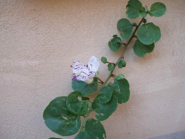 Cappero - Capparis spinosa L.