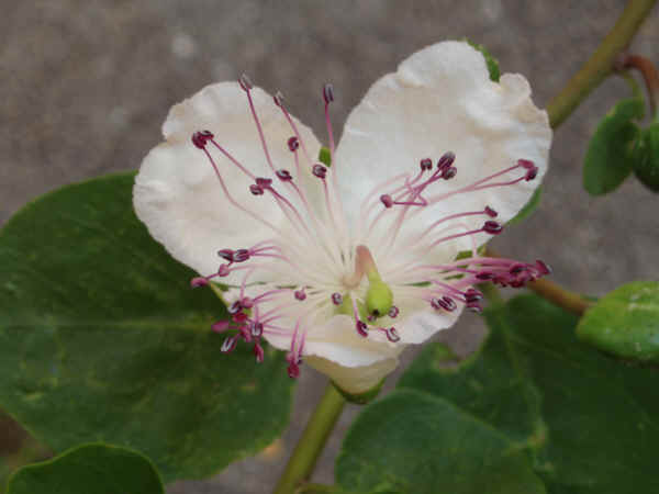Fiore di Cappero - Capparis spinosa L.