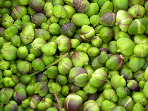 Fiore di Cappero - Capparis spinosa L.