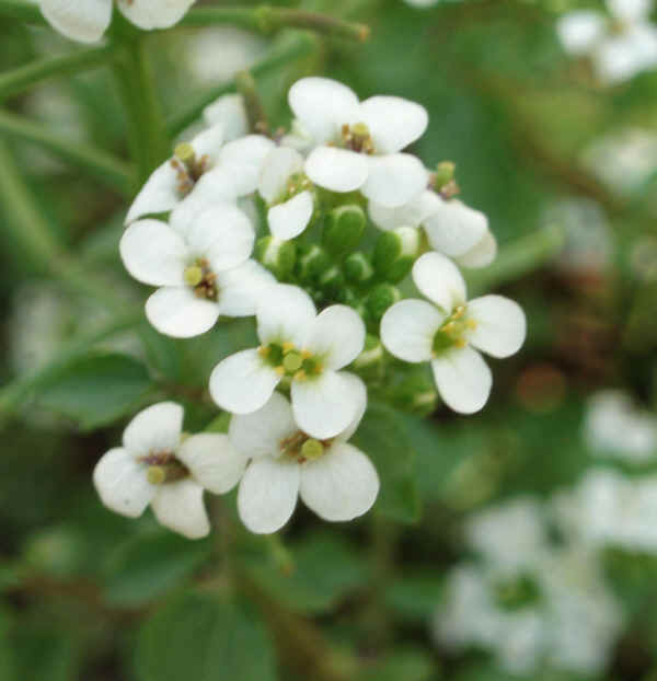 Fiori di Crescione d'acqua - Nasturtium officinale L.