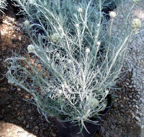 Piantina di Elicriso - Helichrysum italicum subsp. italicum