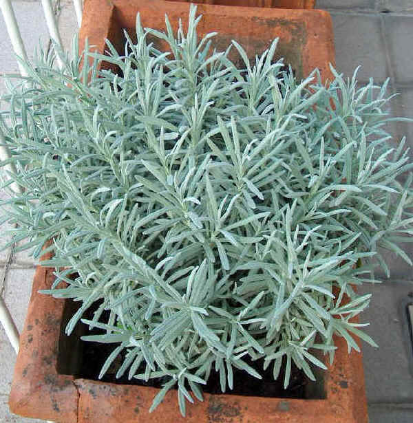 Pianta di Lavanda