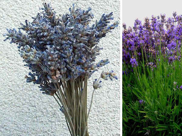 Fiori di Lavanda