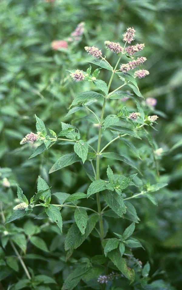 Menta a foglie lunghe