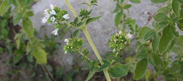 Origano meridionale - Origanum heracleoticum L.