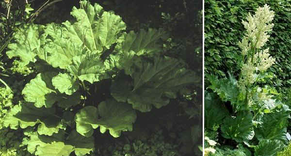 Rabarbaro rapontico - Rheum rhaponticum L.