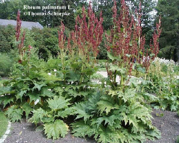 Rabarbaro cinese - Rheum palmatum L.