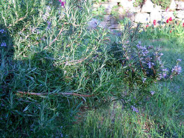 Rosmarino - Rosmarinus officinalis L.