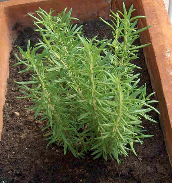 Rosmarino - Rosmarinus officinalis L.