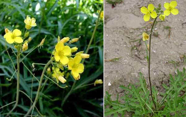 Ruchetta selvatica