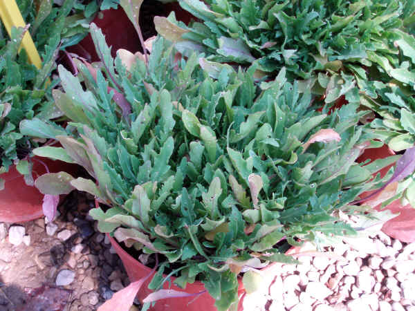 Ruchetta selvatica Diplotaxis tenuifolia