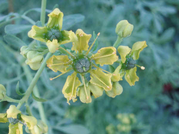 Fiori di Ruta - Ruta graveolens L.