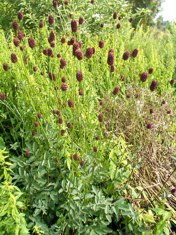 Salvastrella - Sanguisorba officinalis L.