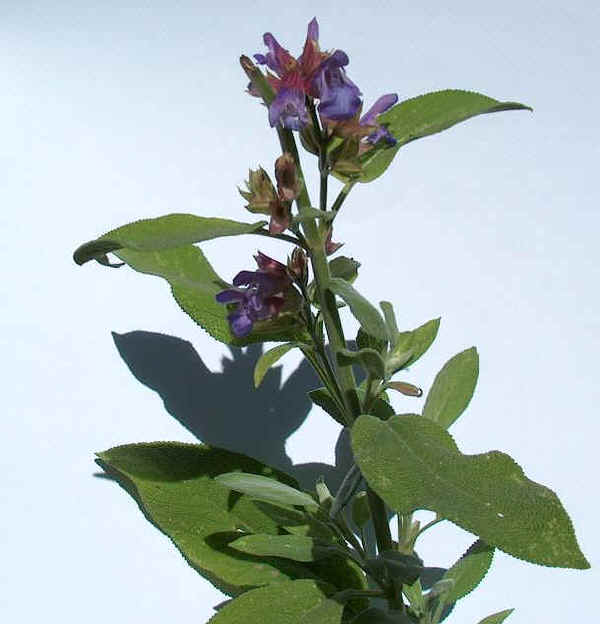 Salvia - Salvia officinalis L. 