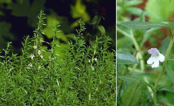Santoreggia domestica - Satureja hortensis L.