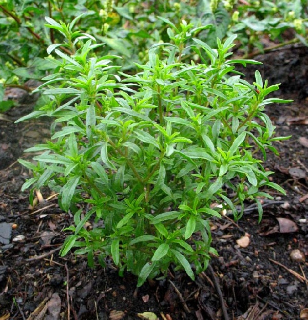 Piante Aromatiche Santoreggia Domestica Satureja Hortensis L 