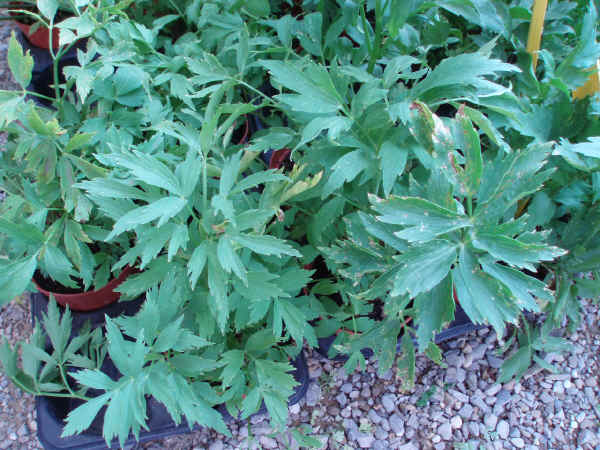 Sedano di montagna - Levisticum officinale Koch.