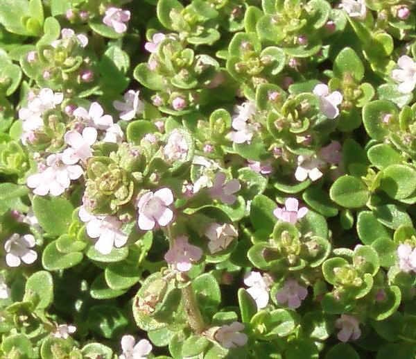 Timo limone o degli agrumi - Thymus citriodorus