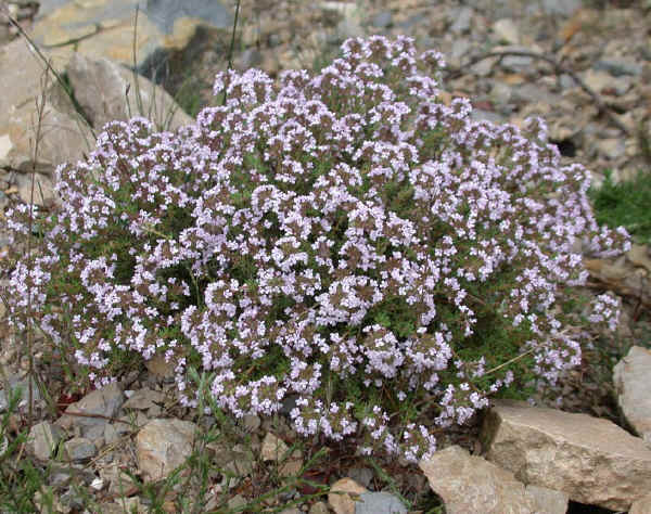 Timo maggiore - Thymus vulgaris L.