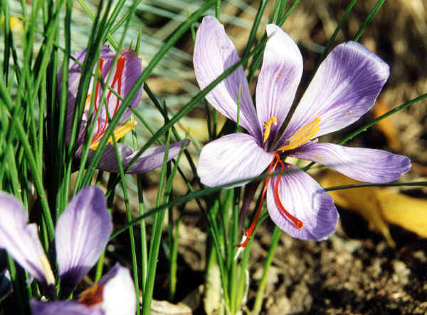 Zafferano - Crocus sativus L.
