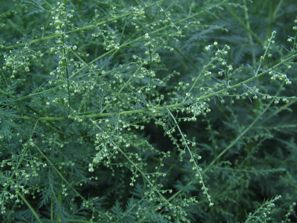 Infiorescenza di Artemisia