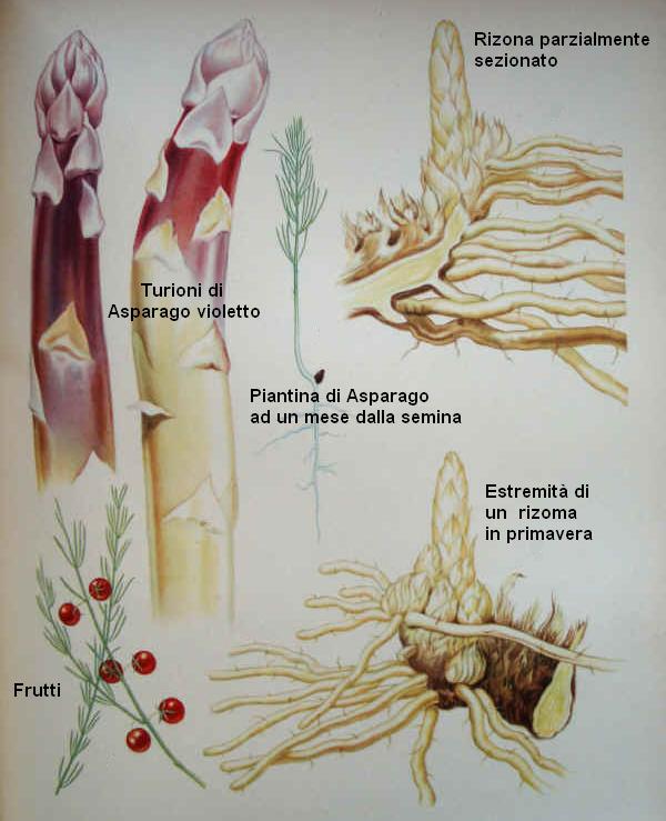Asparago - Asparagus officinalis L.