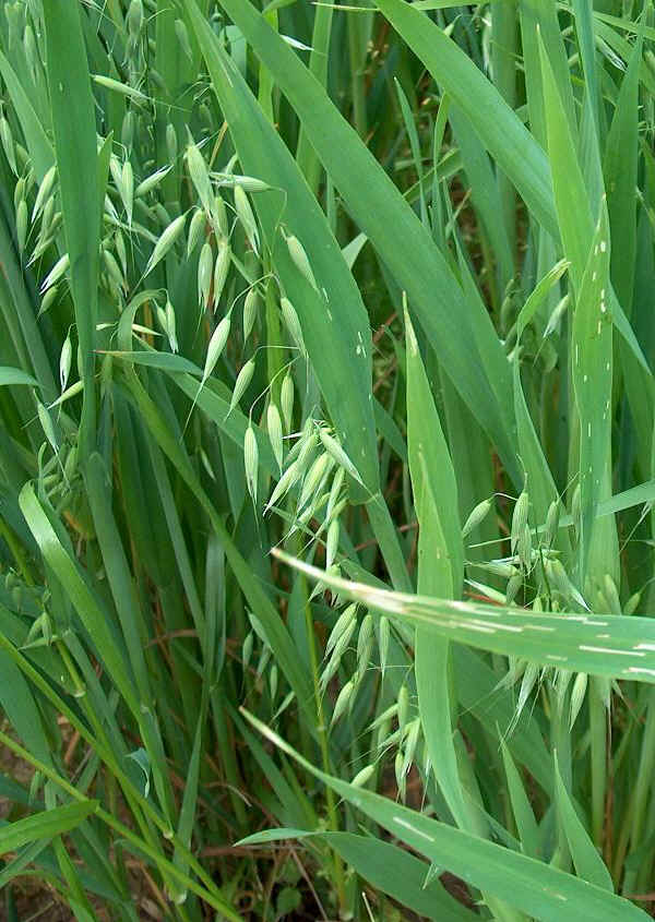 Avena - Avena sativa L.