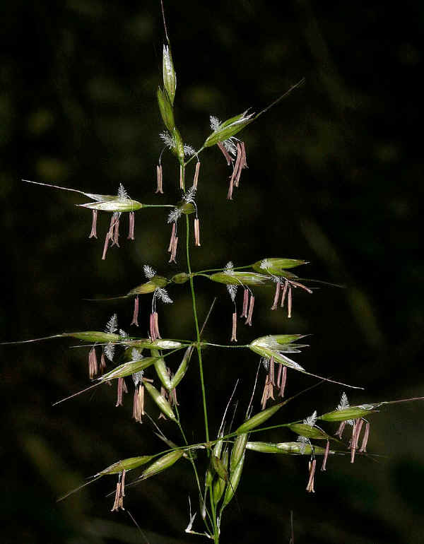 Avena altissima