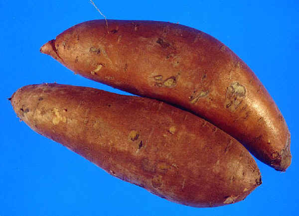 Tuberi di Batata