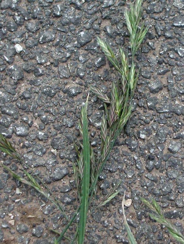 Bromo catartico - Bromus catharticus