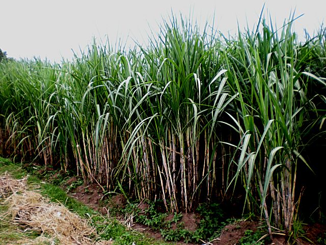 Canna da zucchero - Saccharum officinarum L.