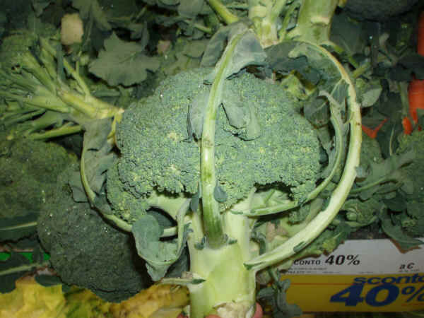 Infiorescenza di Cavolo broccolo