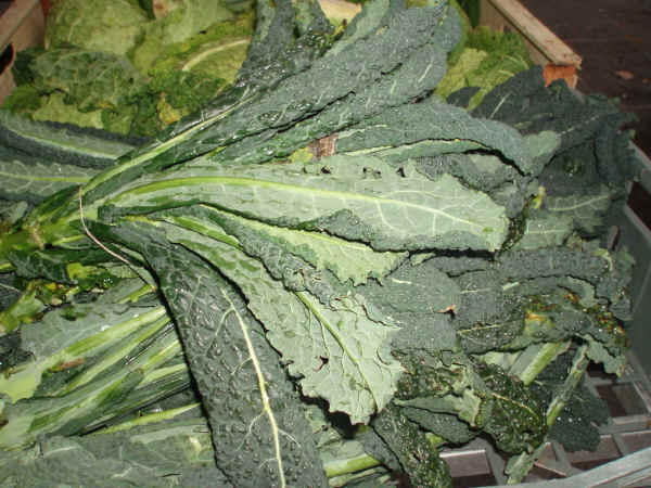 Cavolo nero crespo