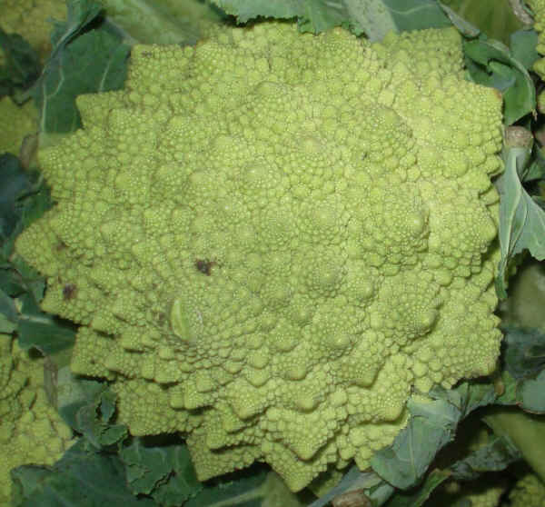Infiorescenza di Cavolo broccolo Romanesco