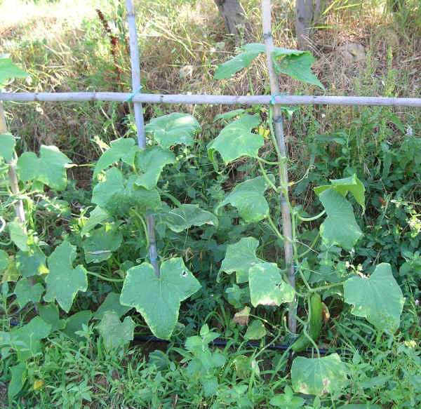 Frutto di Cetriolo variPiante di Cetriolo varietà Lungo della Cina