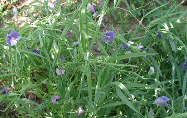 Fiori di Cicerchia - Lathyrus sativus L.
