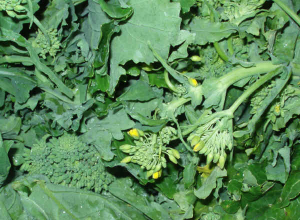 Cime di rapa