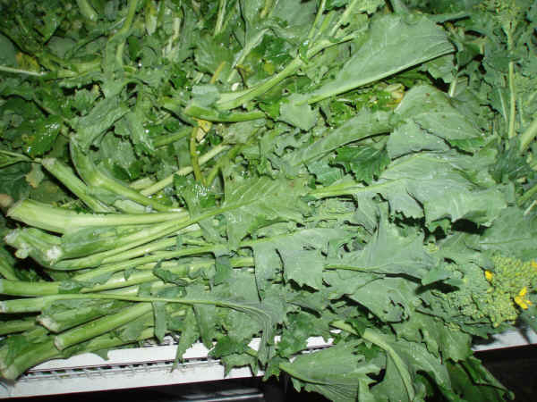 Cime di rapa