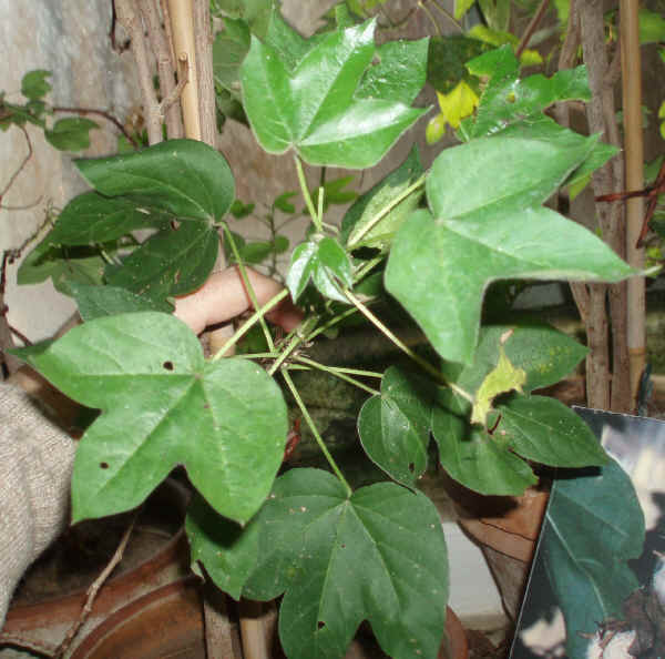 Cotone - Gossypium barbadense L.