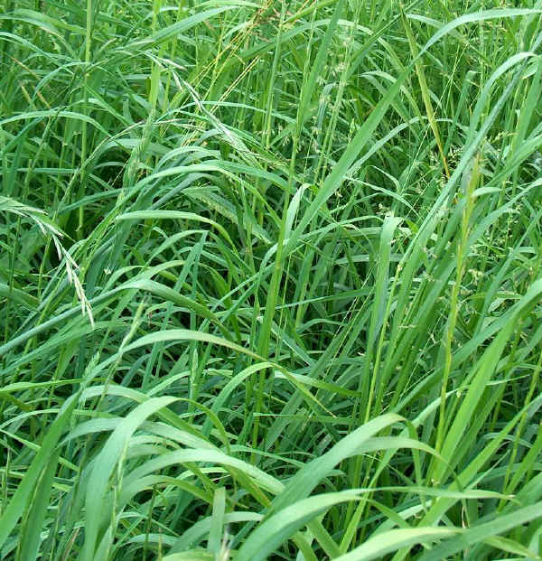 Dactylis glomerata L - Erba mazzolina