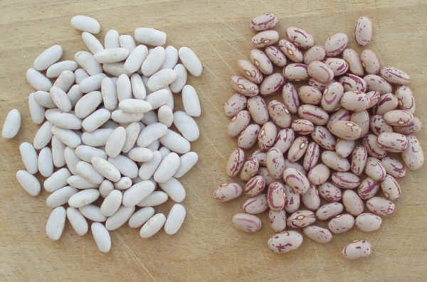 Fagioli Cannellini e Borlotti  - Phaseolus vulgaris L.