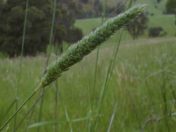 Falaride tuberosa - Phalaris tuberosa L.