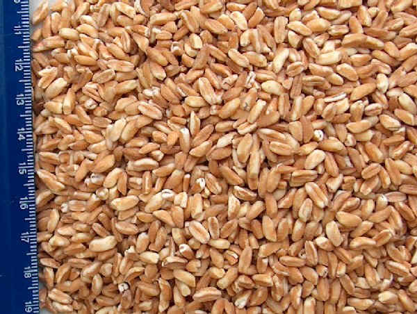 Farro della Garfagnana - Triticum dicoccum Schrank