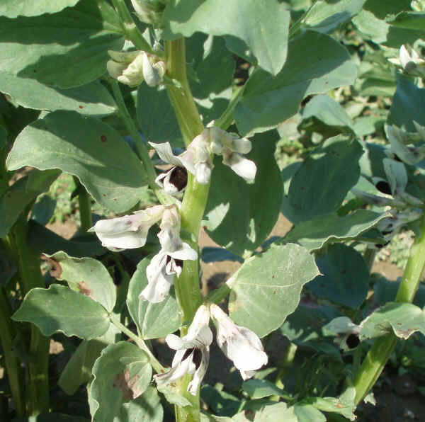 Fava - Vicia faba L. varietà Acquadulce Migliorata delle Cascine  