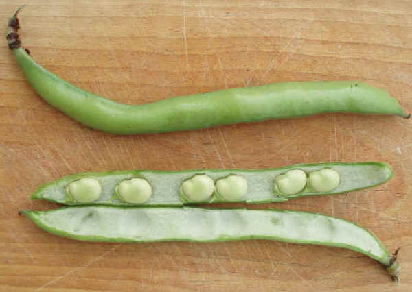 Baccelli di Fava - Vicia faba L.