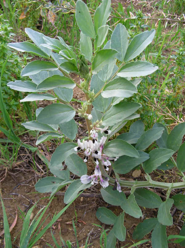 Favino - Vicia faba minor L.